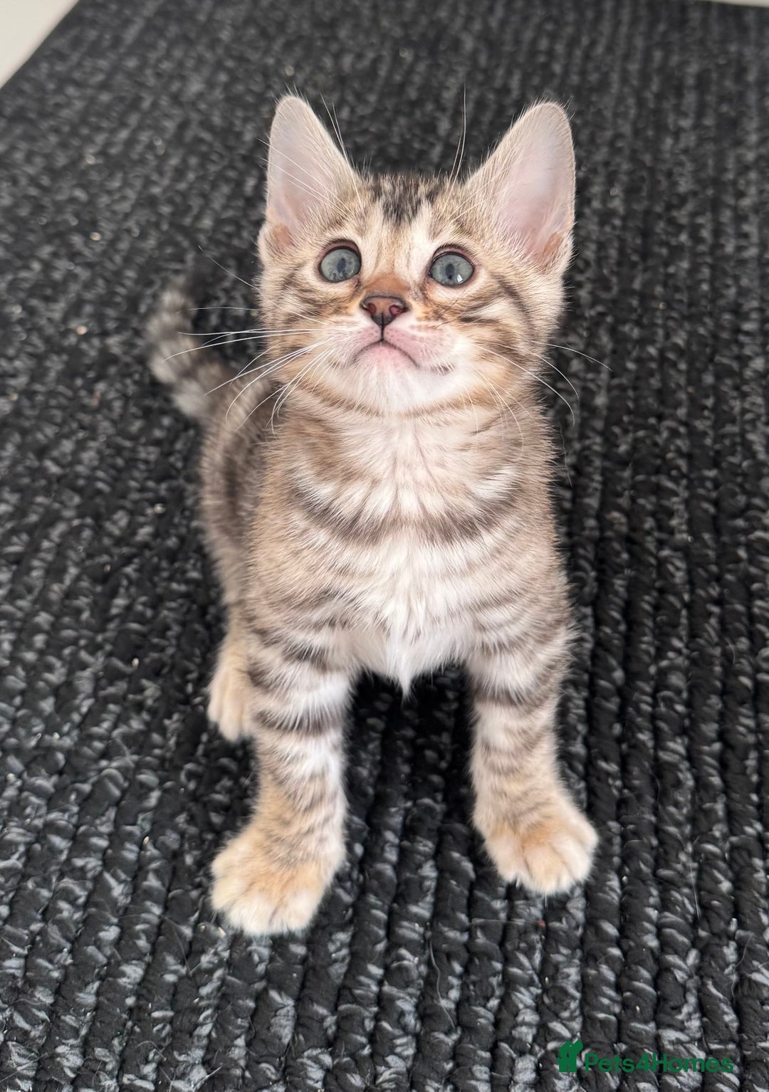 Bengal cats for sale: Stunning Silver Bengal Kittens 😻 - Image 27