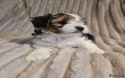 Yorkshire Terrier dogs for sale: Adorable Yorkshire Terrier Biewer Puppies Tricolor - Image 5