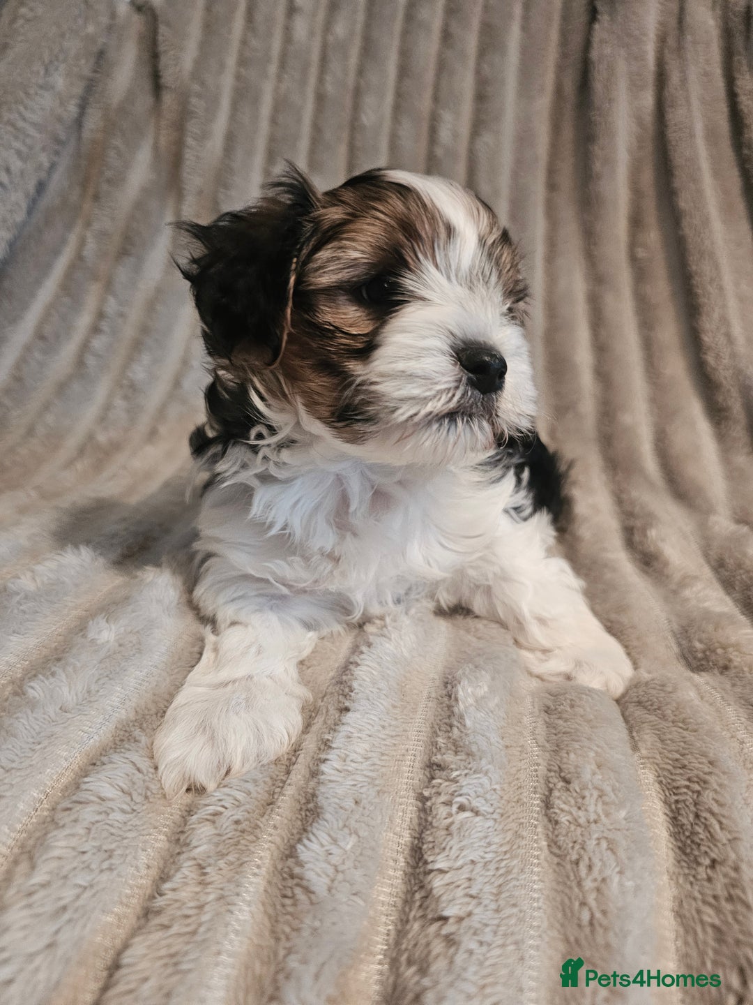 Yorkshire Terrier dogs for sale: Adorable Yorkshire Terrier Biewer Puppies Tricolor - Image 5