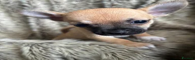 Chihuahua 2