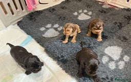Cocker Spaniel dogs for sale: KC Reg Show Cocker Ext health tested - Image 8