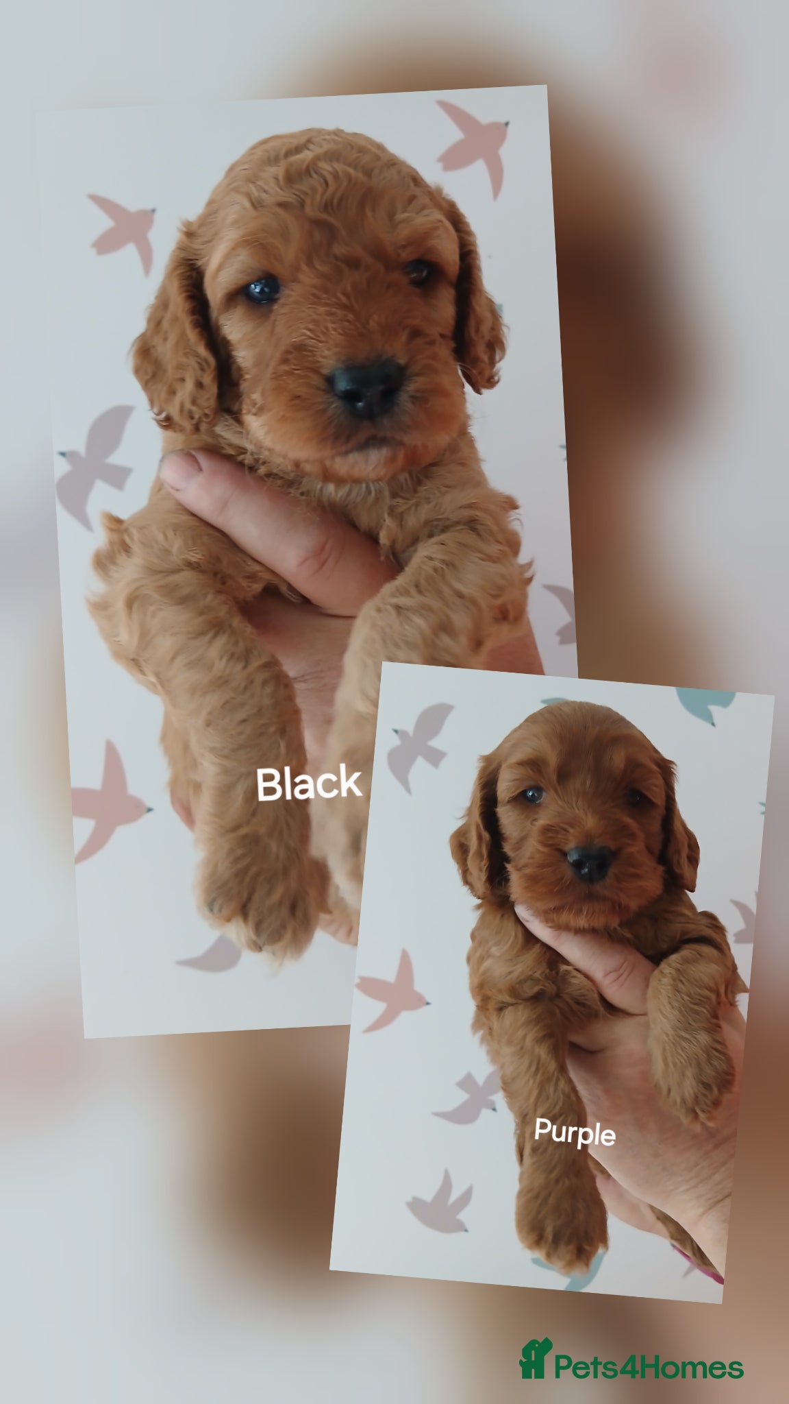 Cockapoo dogs F2 Cockapoos  - Advert 1