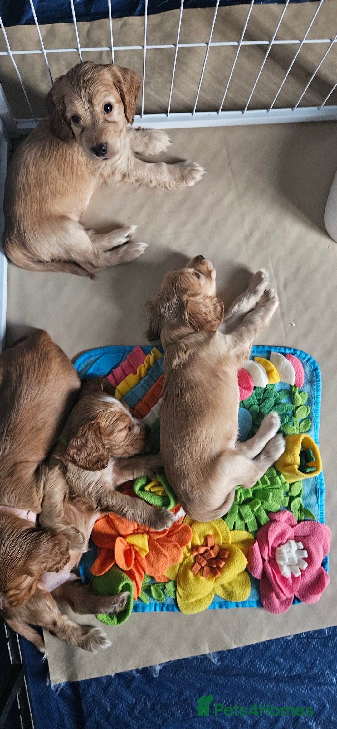 Cocker Spaniel dogs for sale: REDUCED: Last Show Cocker Spaniel Male 💚 - Image 21