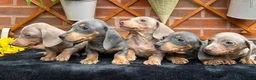Miniature Dachshund dogs for sale: READY NOW FULLY VAX MINI 4 BOYS KC REG PRA CLEAR - Advert 6