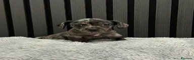 Chiweenie 3