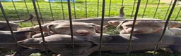 Weimaraner dogs for sale: Kc Weineramer pups  in Ashford - Advert 9