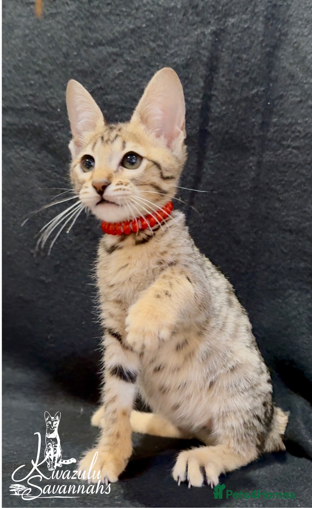 Savannah cats for sale: 12 Weeks Old 5*! -Exceptional Quality Tica Registr - Advert 7