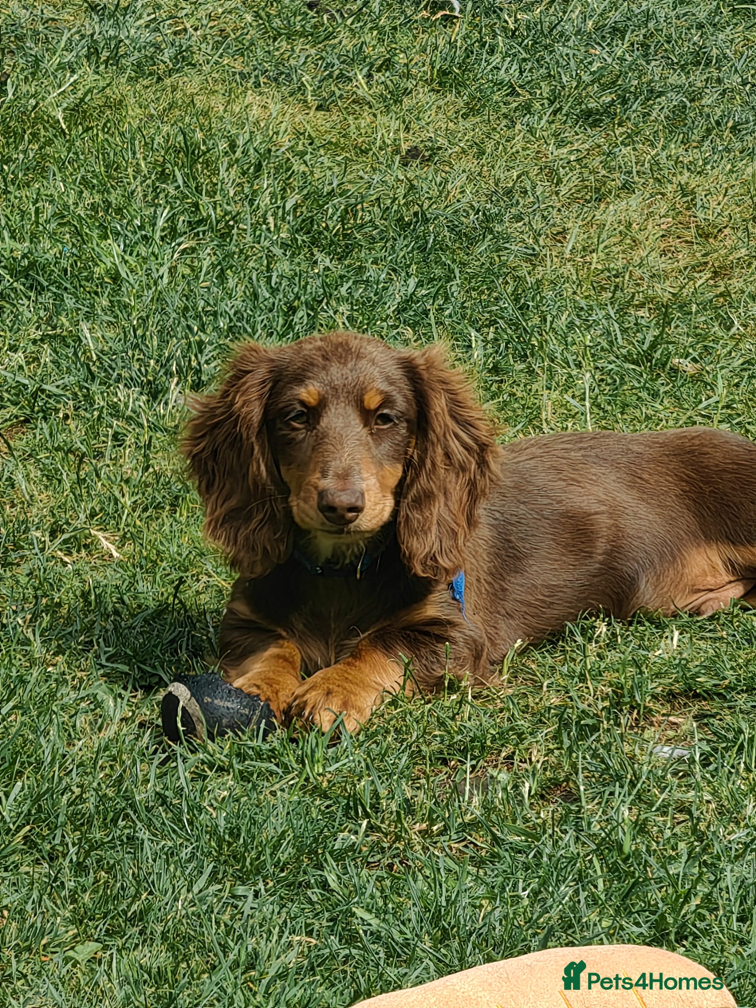 Miniature Dachshund dogs Puppies of the miniature long-haired dachshund. - Advert 3