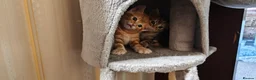 Mixed Breed cats for sale: Ginger boy for sale - Advert 7