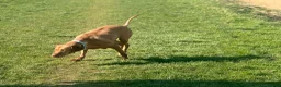 Hungarian Vizsla dogs for sale: Hungerian Viszla Puppies 🐶😍  - Advert 13