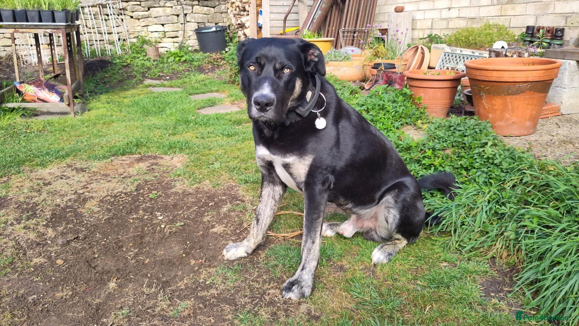 Mixed Breed dogs for adoption: BUSTER- quiet home wanted for sensitive young boy - Advert 12