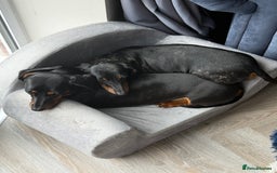 Miniature Dachshund dogs for sale: 2x Miniature Dachshund  - Image 3