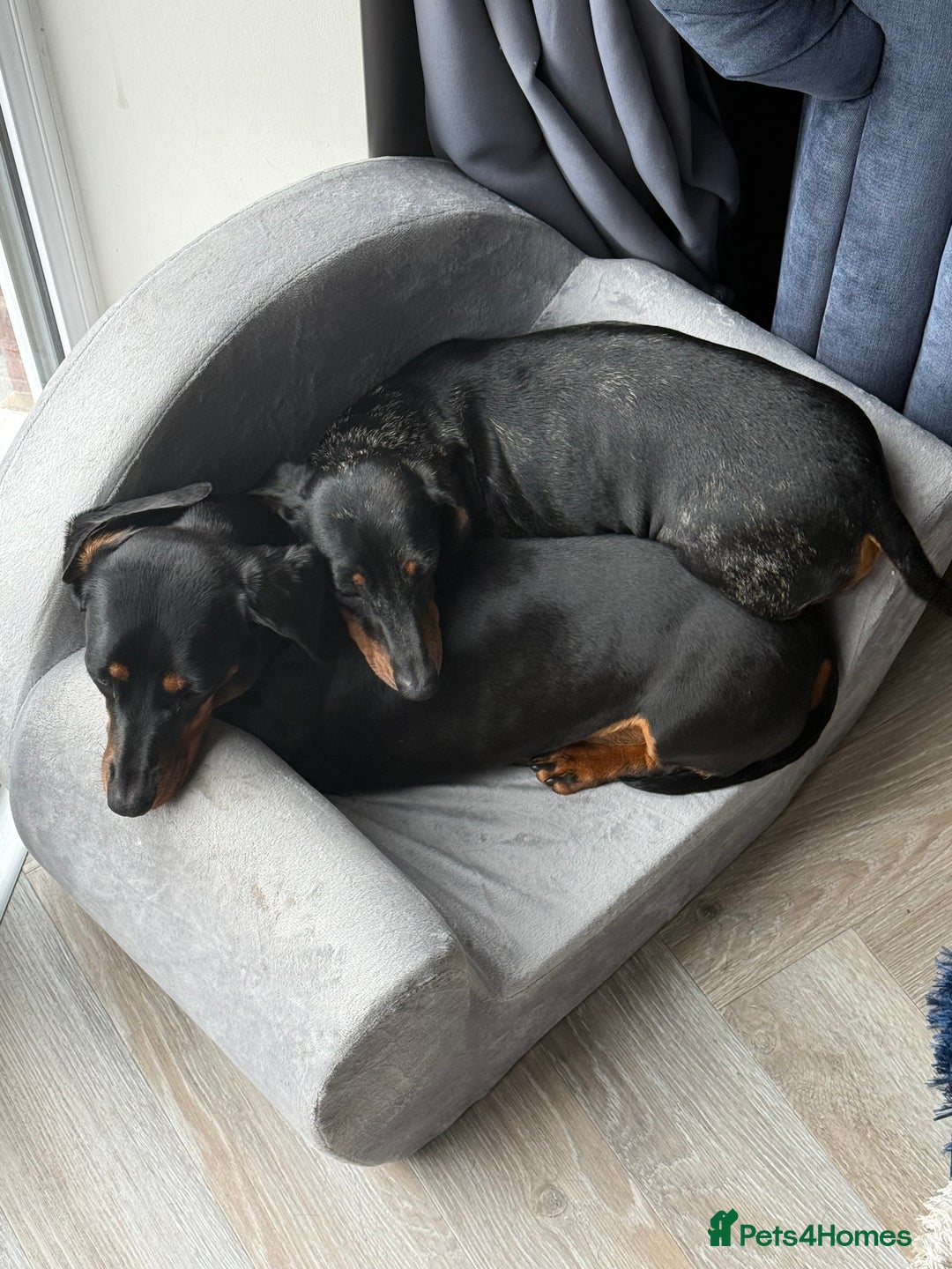 Miniature Dachshund dogs for sale: 2x Miniature Dachshund  - Image 3