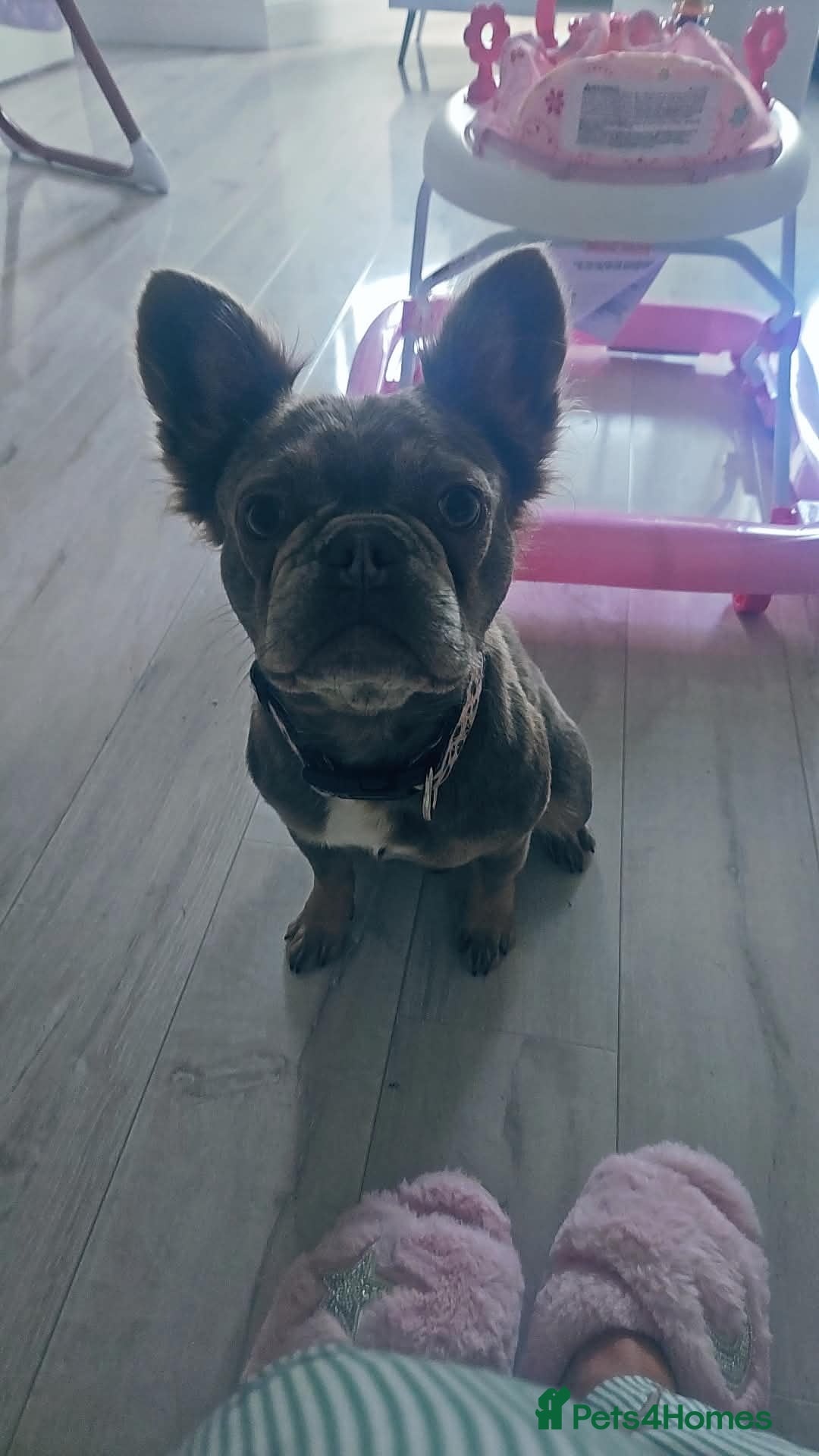 French Bulldog dogs 1.5 years old fluffy female  - Advert 5