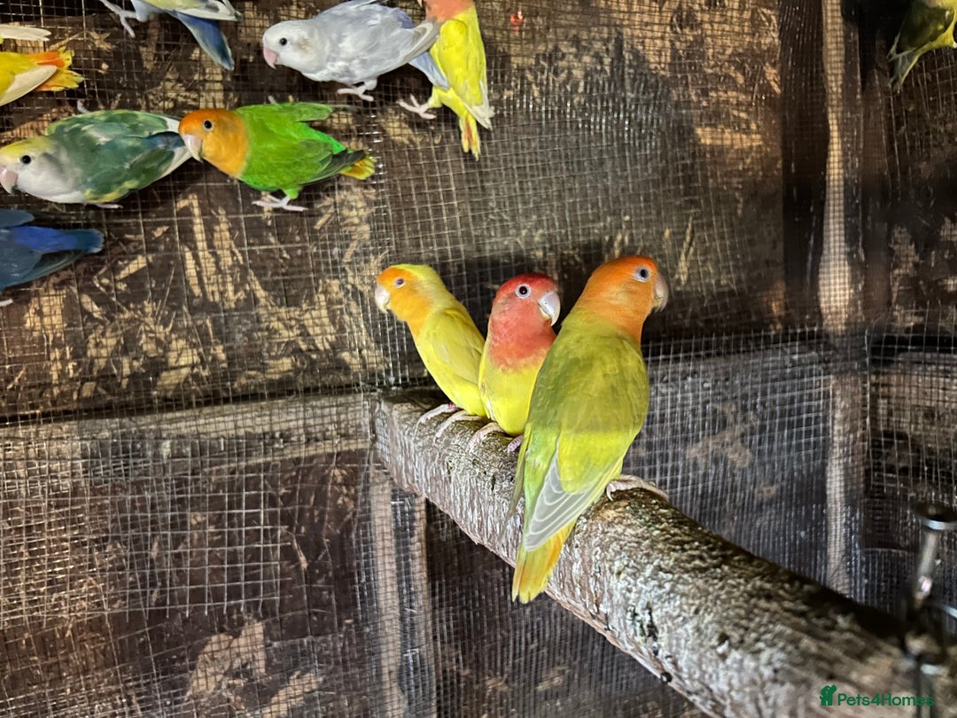 Lovebirds birds for sale: Love Birds for sale, all in good health  - Advert 8