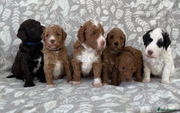 Goldendoodle dogs for sale: Beautiful litter of Goldendoodles  - Image 11