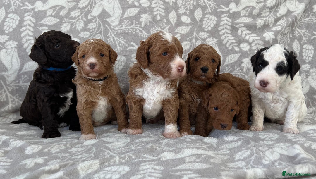 Goldendoodle dogs for sale: Beautiful litter of Goldendoodles  - Image 11