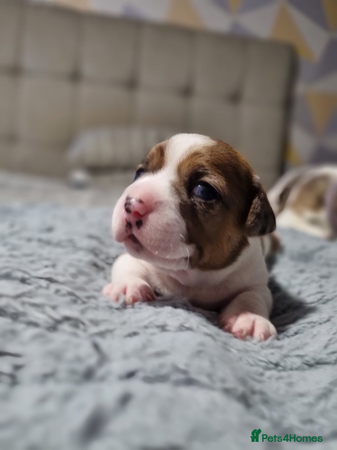 Jack Russell dogs for sale: Jack Russell X Shih Tzu Puppies - Advert 31