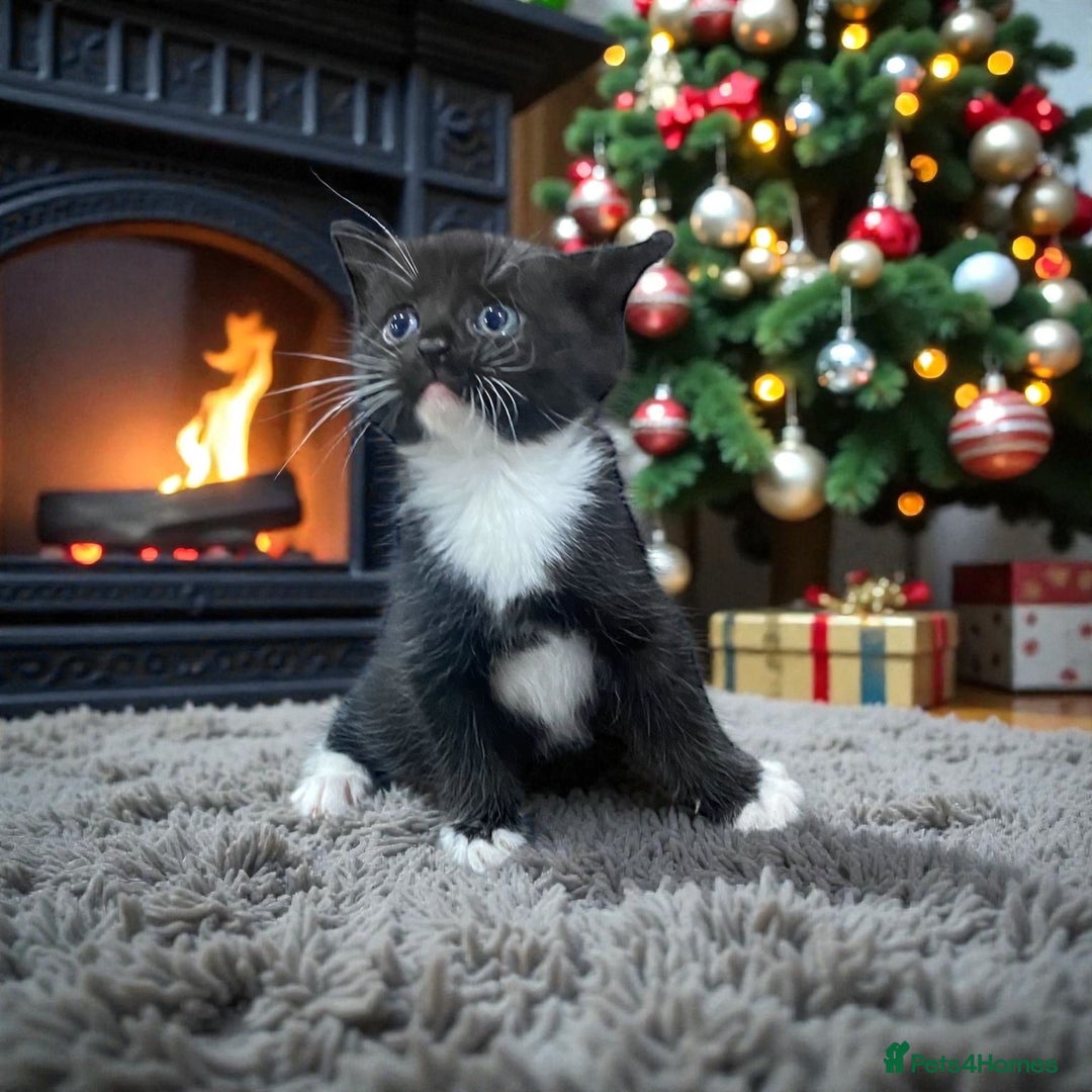 Mixed Breed cats for sale: Beautiful female kitten looking for new home - Advert 9