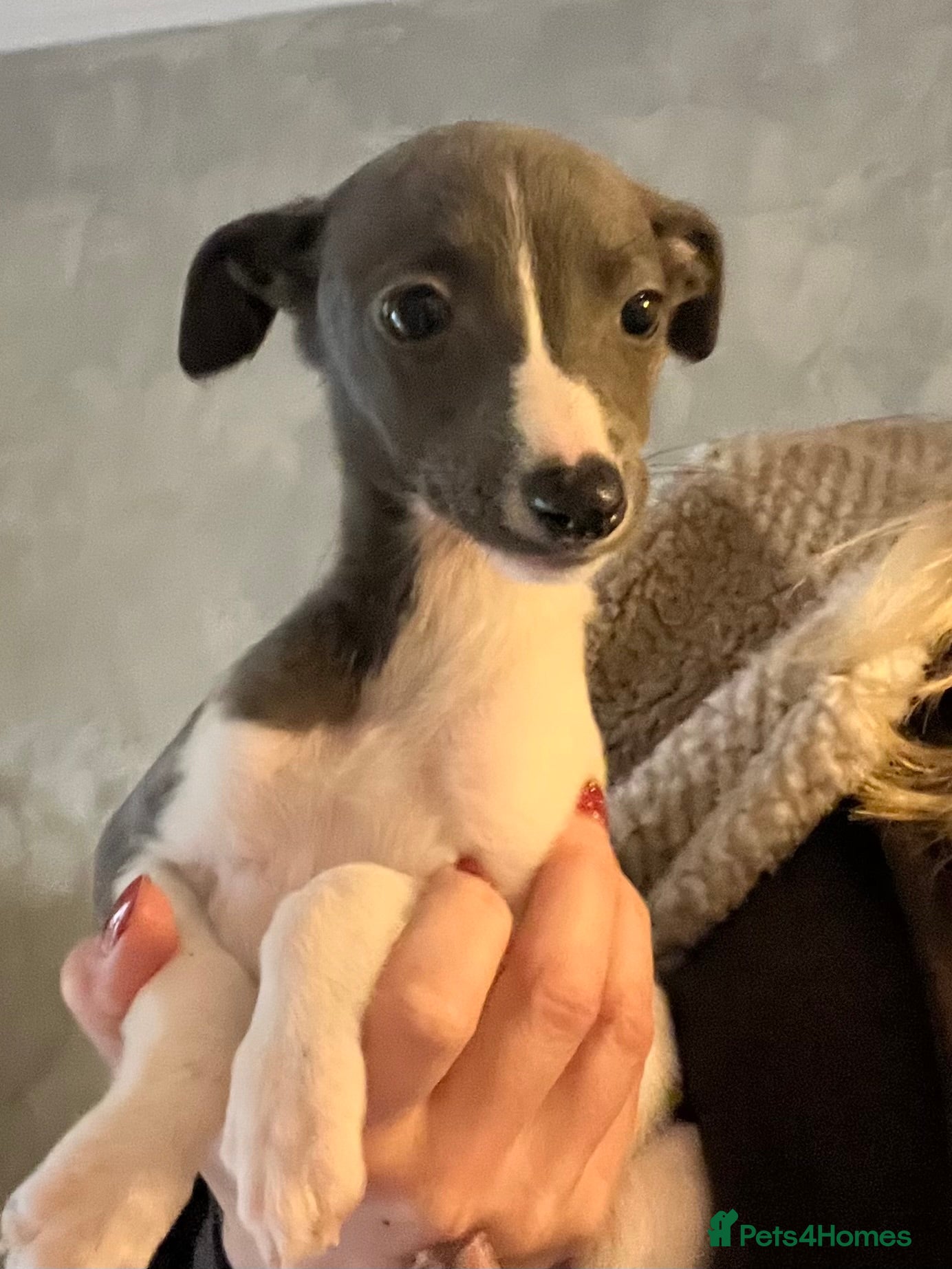 Whippet dogs pedigree whippets 2 blue and white girls  - Advert 7