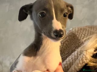 Whippet dogs pedigree whippets 2 blue and white girls - Advert 9