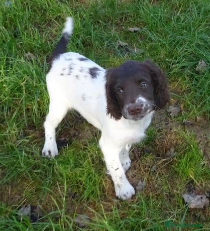English Springer Spaniel dogs Gorgeous English Springer Spaniel Puppies - Advert 4