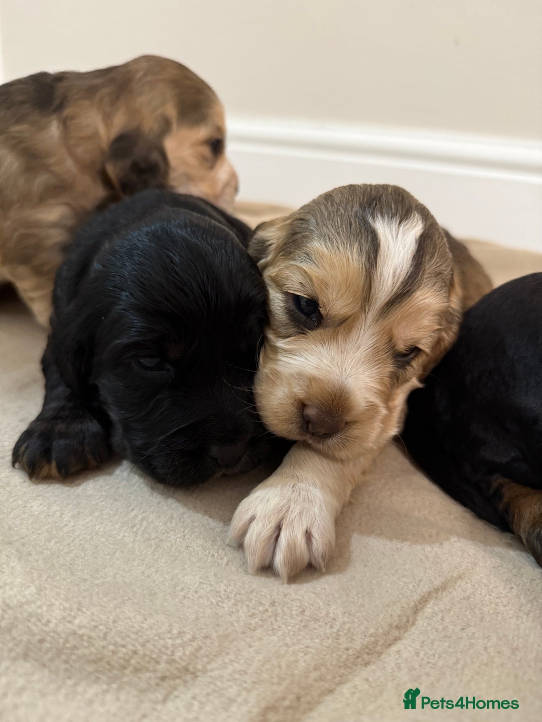 Cocker Spaniel dogs for sale: 2 girls left! Litter of 6 adorable kc reg puppies  - Advert 17