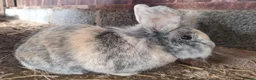 Lionhead rabbits for sale: Pair of adult boys - Advert 2