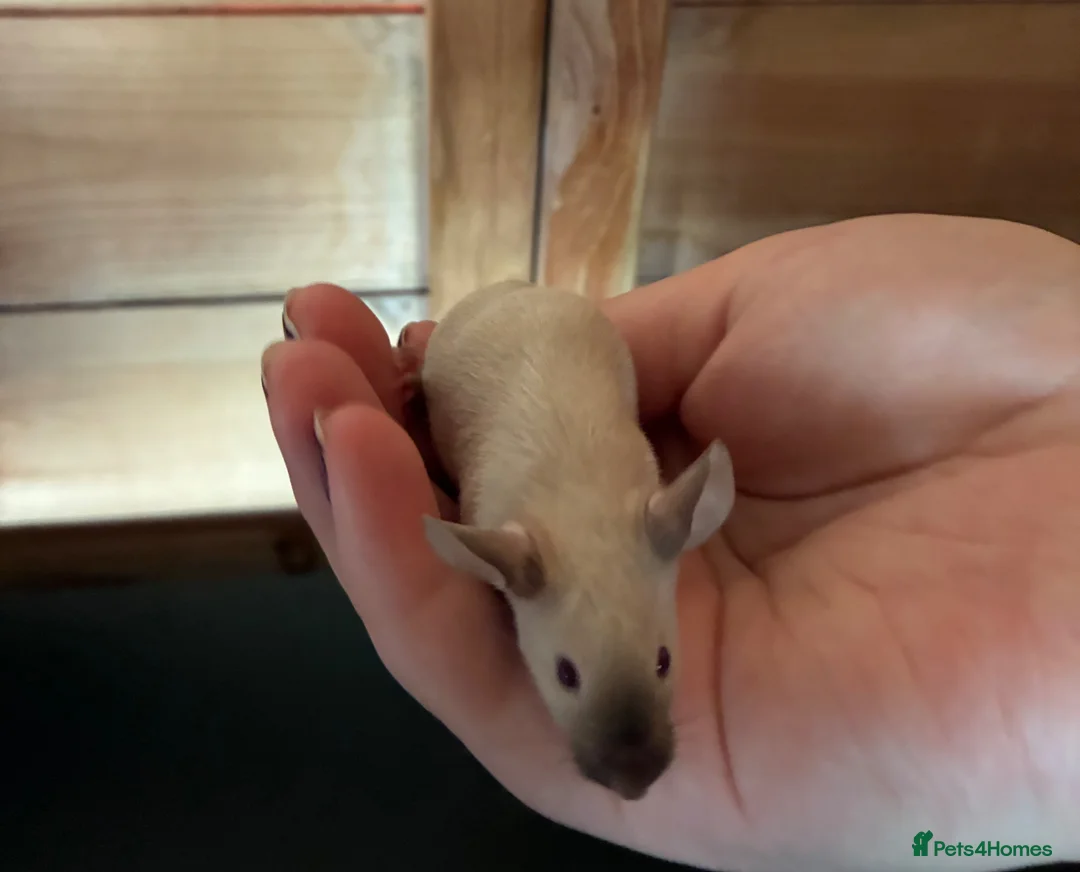 Mouse rodents for sale: Siamese baby mice available  - Advert 8