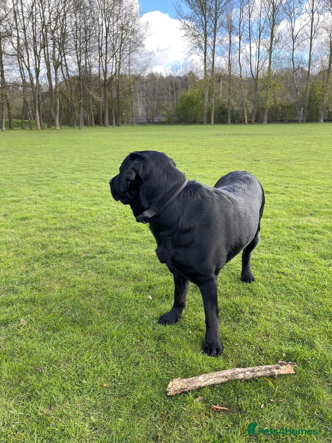 Labrador Retriever dogs for stud: Labrador retriever for stud - Advert 4