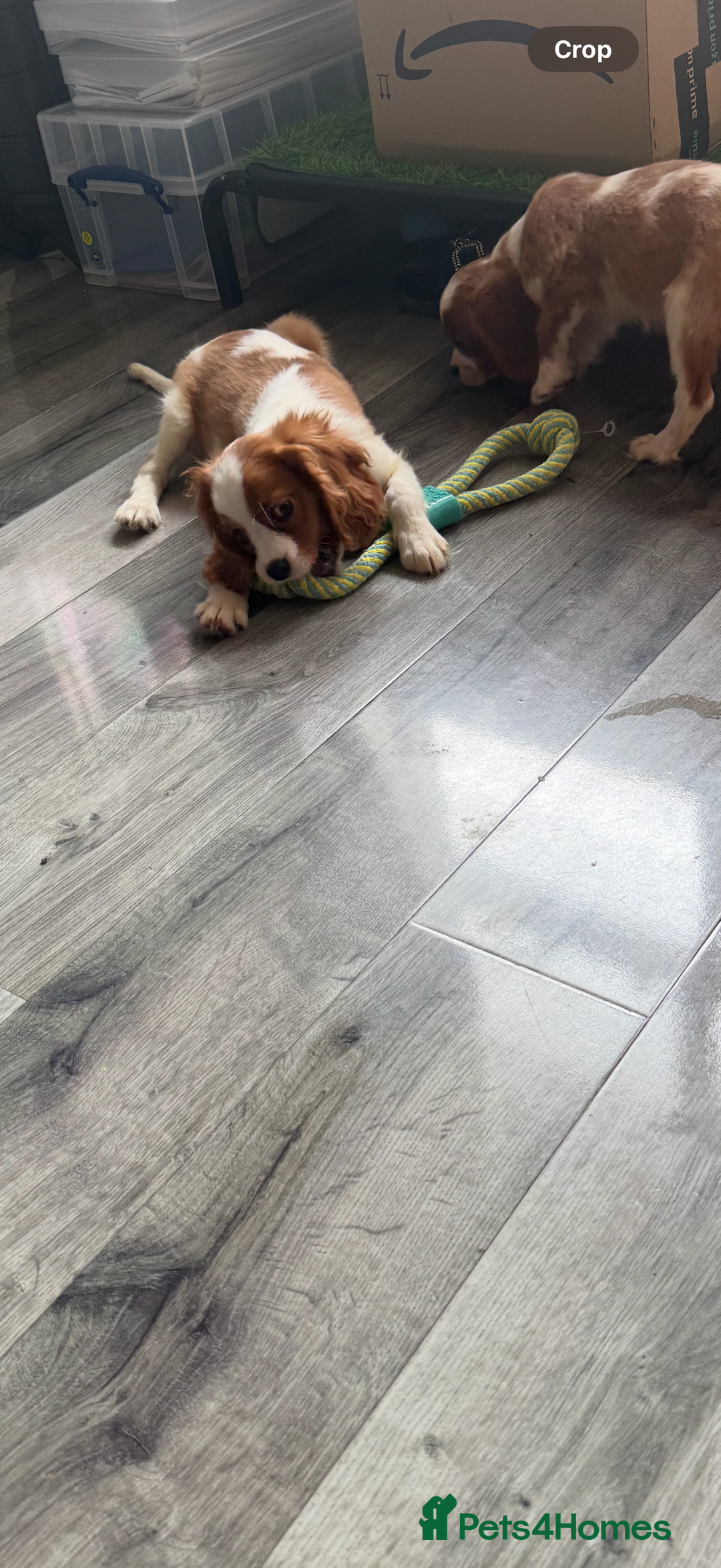 Cavalier King Charles Spaniel dogs for sale: Ready now Kennel club dna  clear cavalier puppies  - Image 39
