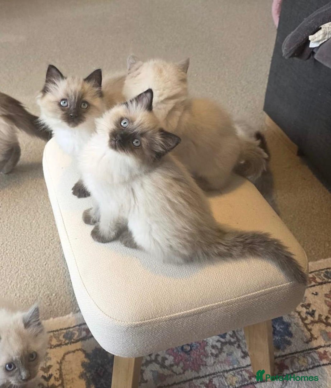 Ragdoll cats for sale: Beautiful Ragdoll Kittens Ready NOW - Advert 7