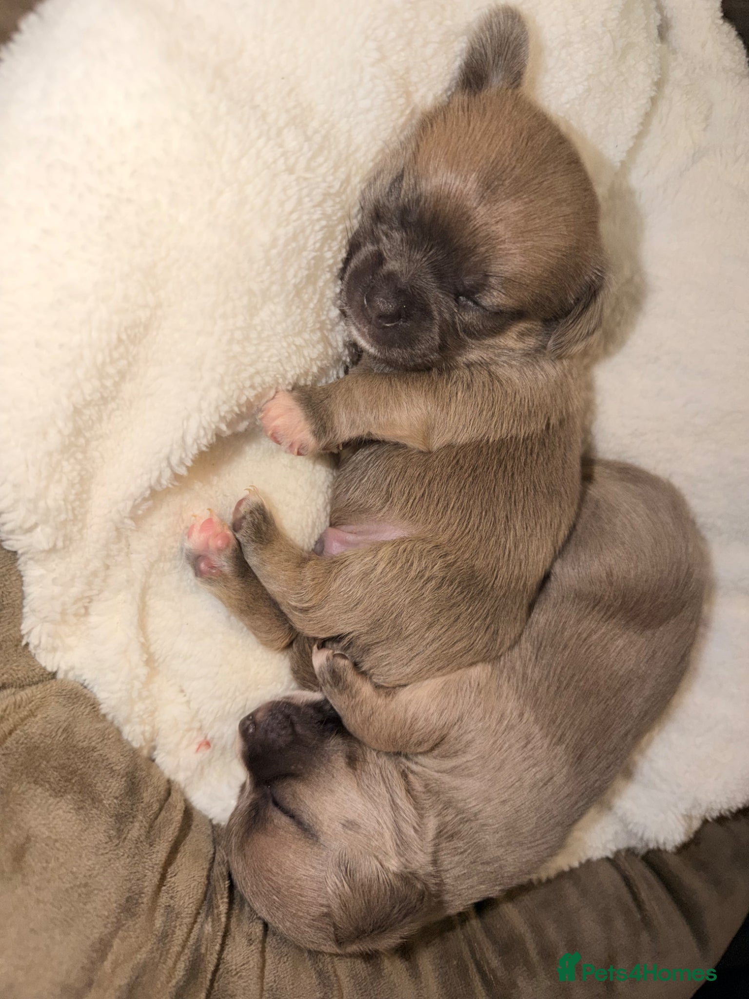 Mixed Breed Puppy 3