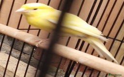 Canaries birds for sale: Spanish timbrado canaries pair - Advert 3
