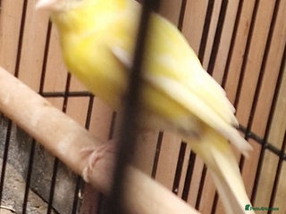 Canaries birds Spanish timbrado female canarie - Advert 10