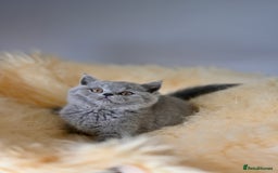 British Shorthair cats for sale: GCCF reg blue kittens  - Image 12