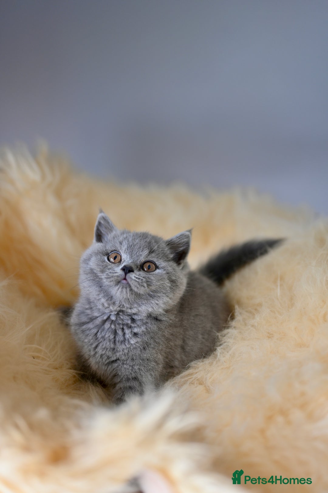 British Shorthair cats for sale: GCCF reg blue kittens  - Image 12