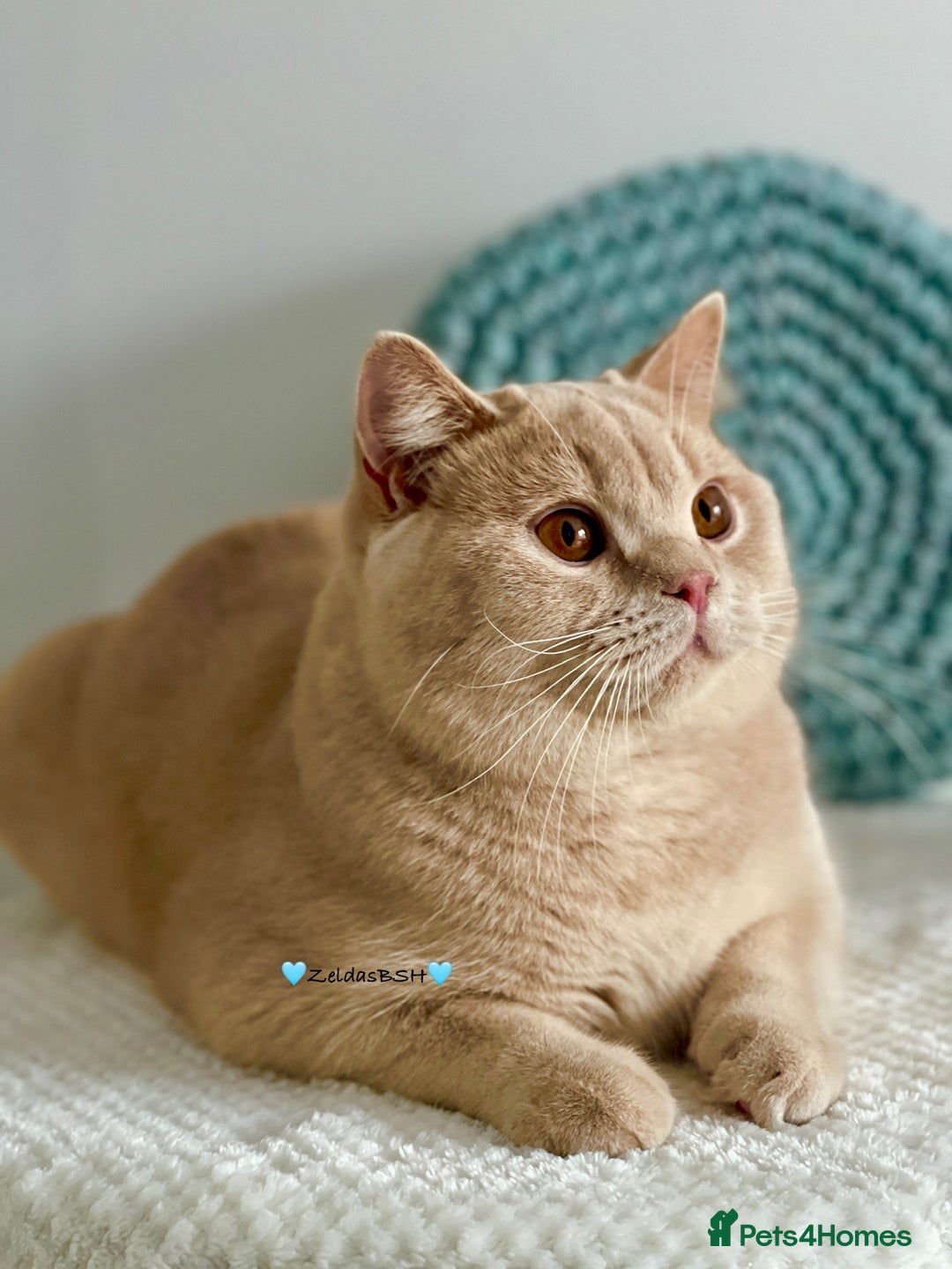 British Shorthair cats for sale: 💕Charming BSH kittens💕 - Image 5