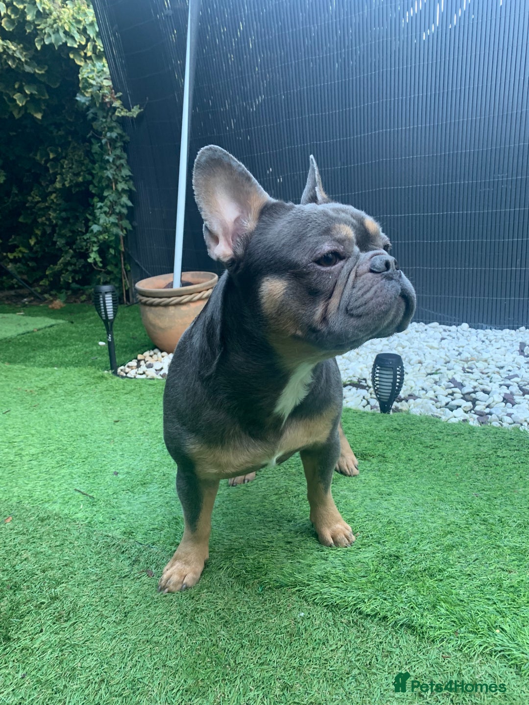 French Bulldog dogs for sale: French Bulldog for rehoming  - Advert 3