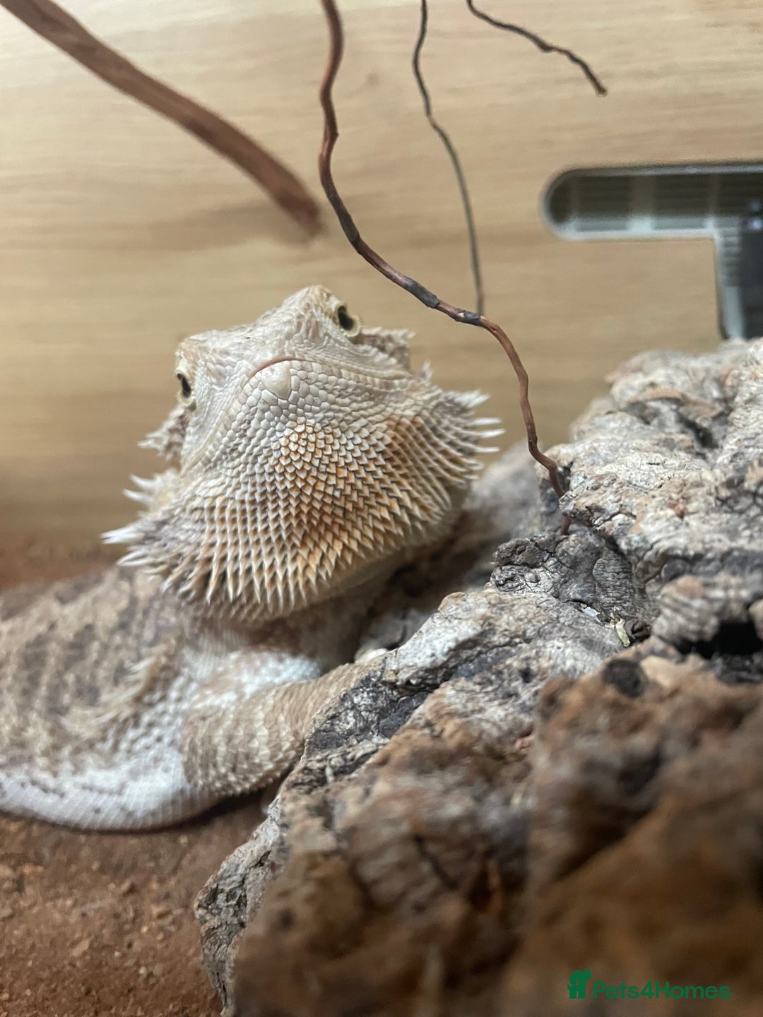 Bearded Dragon reptiles for sale: Beared dragon with full set up  - Advert 4