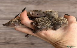 Pygmy Hedgehog rodents for sale: Lesser Tenrec Babies  in Kings Langley - Image 2