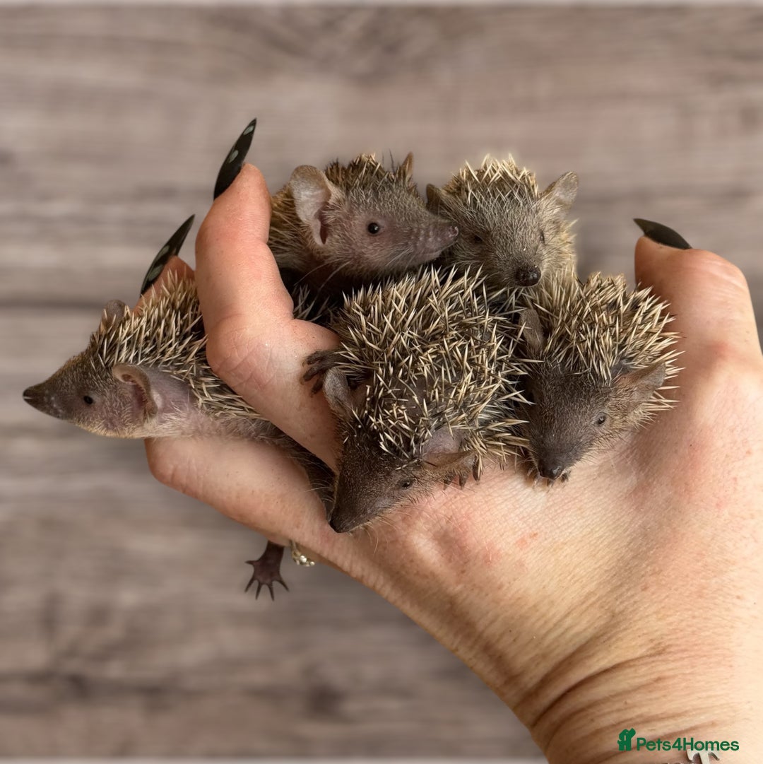 Pygmy Hedgehog rodents for sale: Lesser Tenrec Babies  in Kings Langley - Image 2