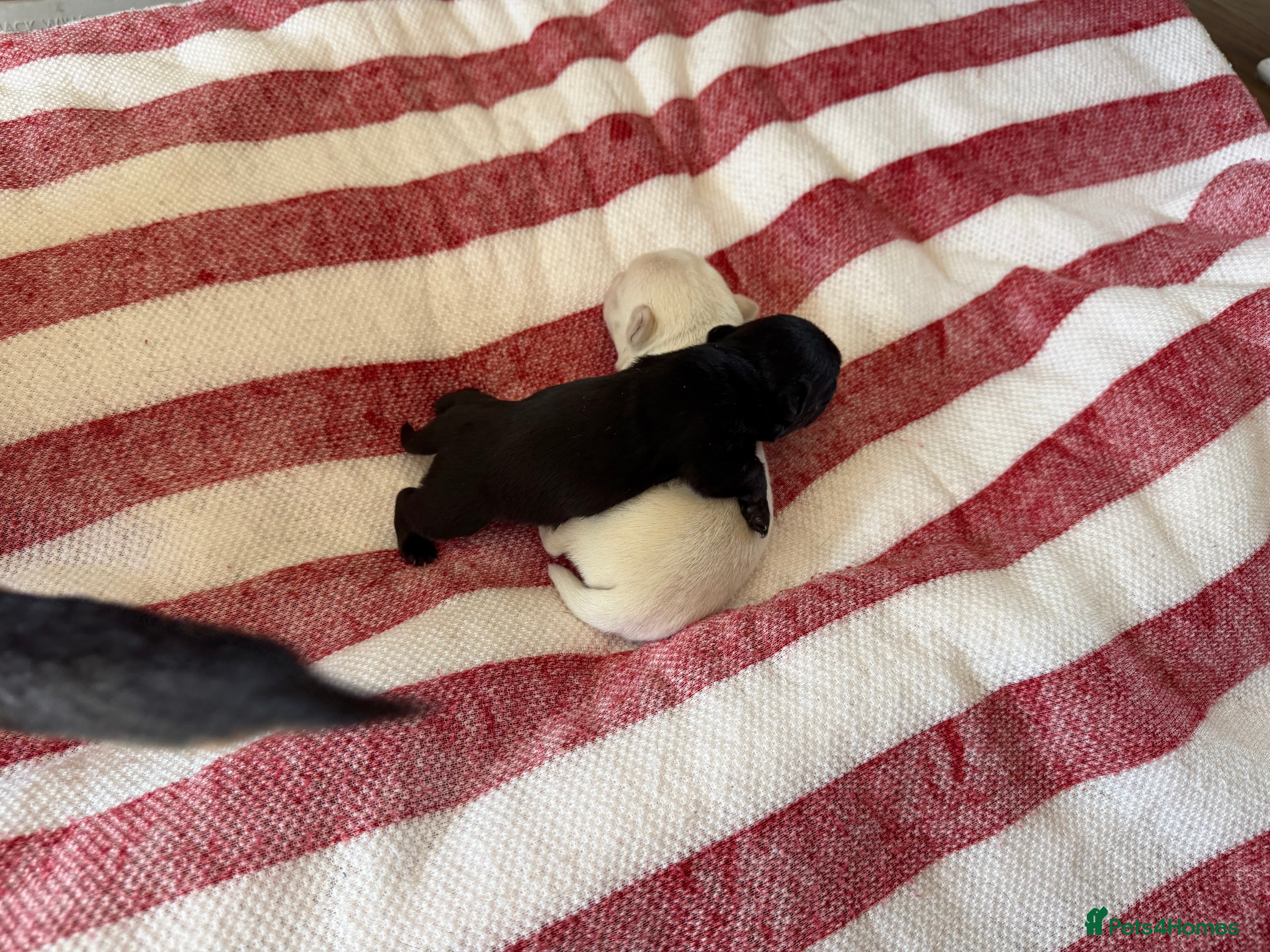 Jack Chi dogs 1white male 1 black female gawjus jack chi  - Advert 2