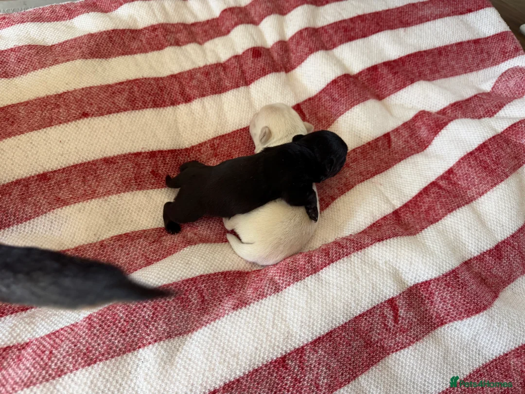 Jack Chi dogs for sale: 1white male 1 black female gawjus jack chi  in Middlesbrough - Advert 2