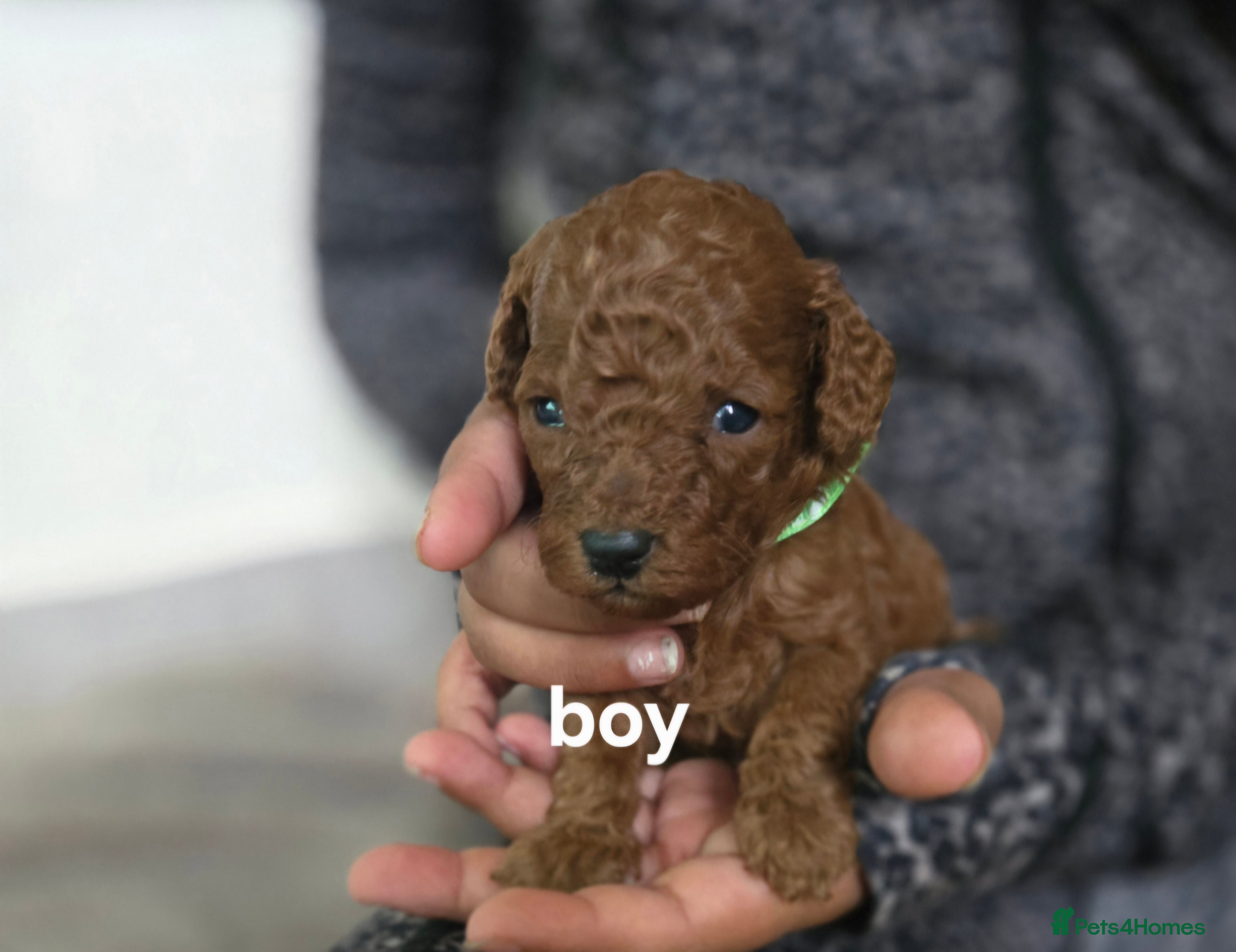 Toy Poodle dogs Toy poodles  - Advert 2