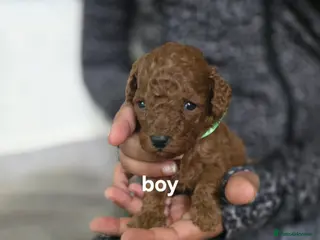 Toy Poodle dogs Toy poodles - Advert 2