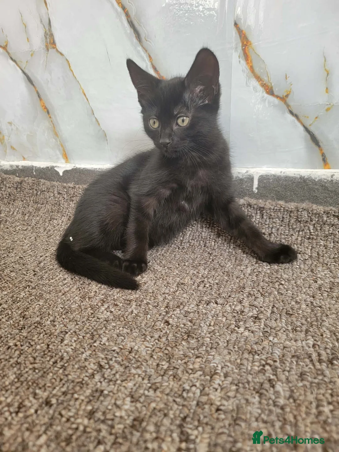 Mixed Breed cats for sale: Cat and kitten  in Derby - Advert 2