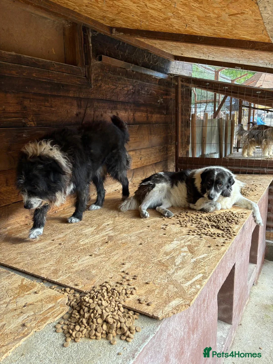 Mixed Breed dogs for adoption: Xin and Yedda - Bonded Pair desperate for a home! - Advert 10