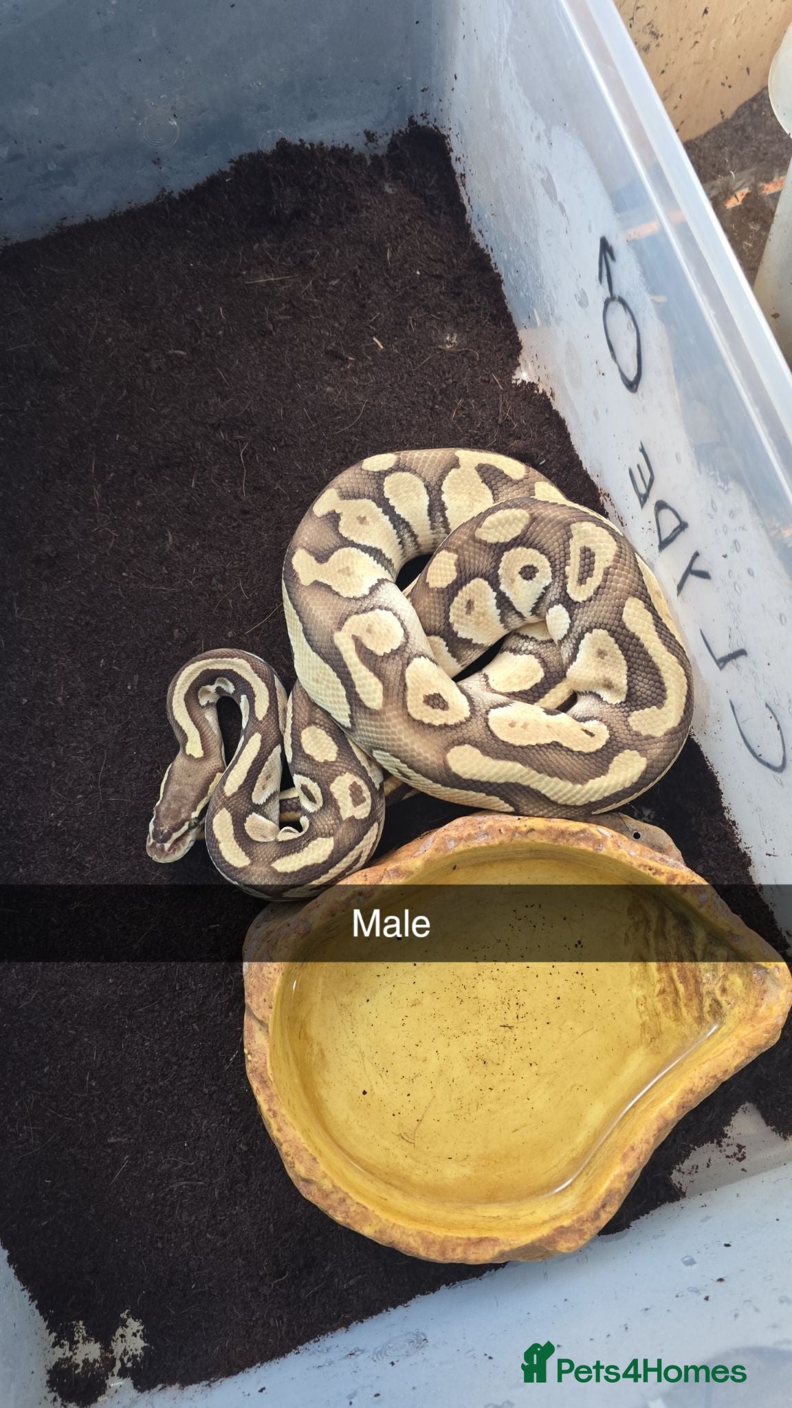Python Snake reptiles 2 ball pythons  - Advert 1
