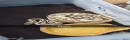 Python Snake reptiles for sale: 2 ball pythons  - Advert 1